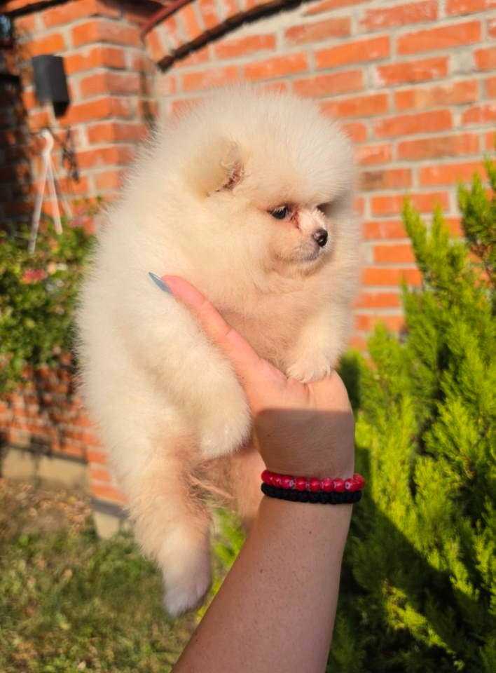 Teddy bear pomeranci, dve sestre