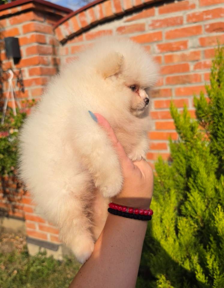 Teddy bear pomeranci, dve sestre