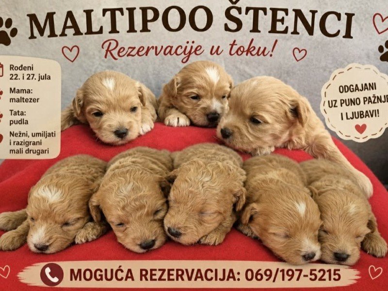 Maltipoo štenci, prelepe bebe