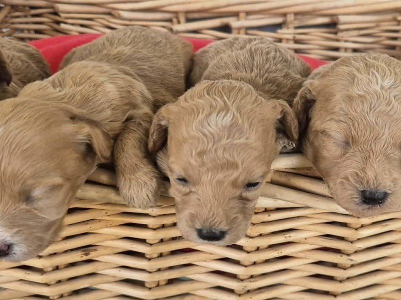 Maltipoo štenci, prelepe bebe