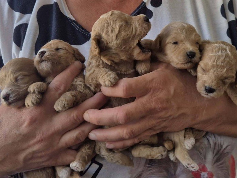 Maltipoo štenci, prelepe bebe