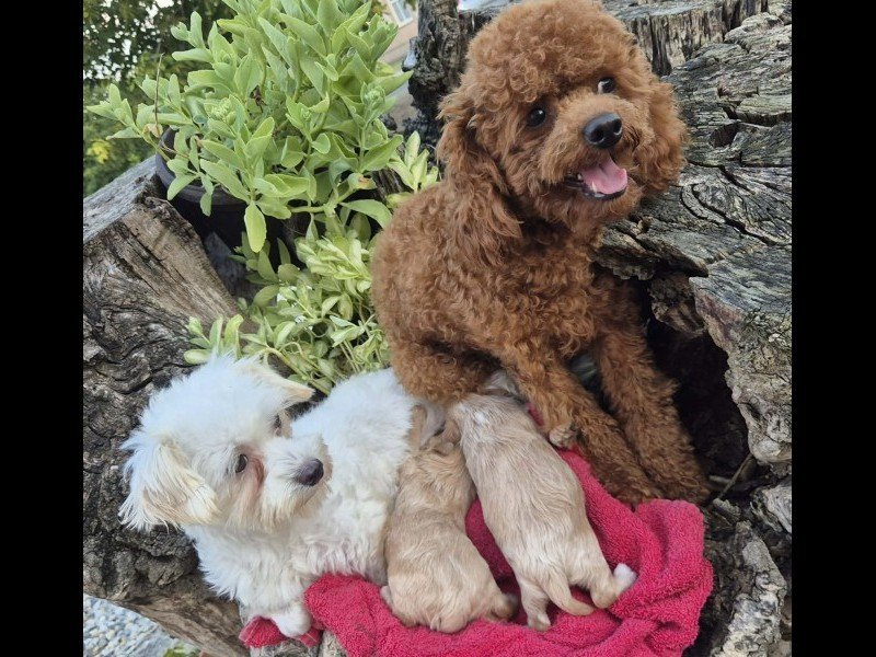 Maltipoo štenci, prelepe bebe