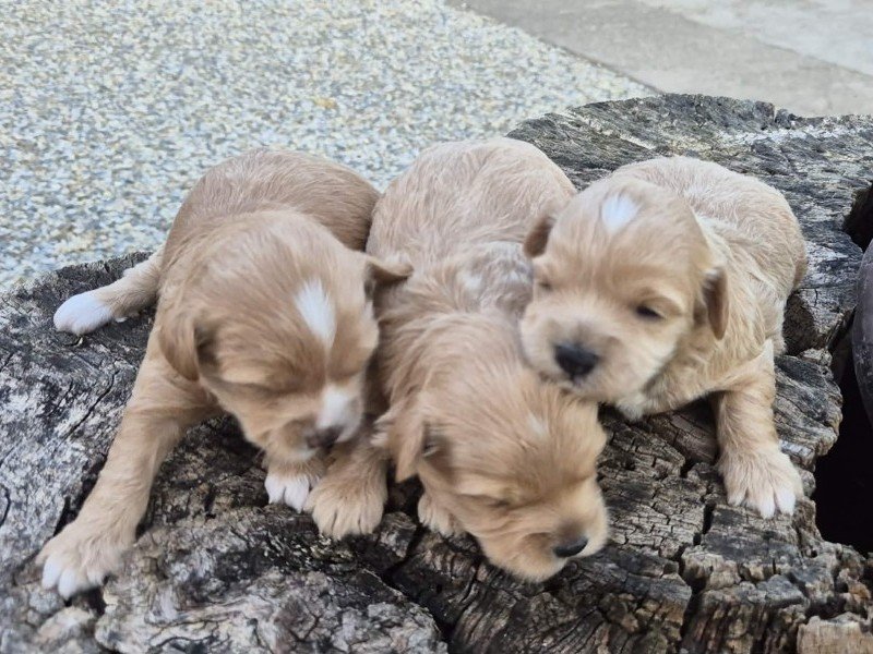 Maltipoo štenci, prelepe bebe