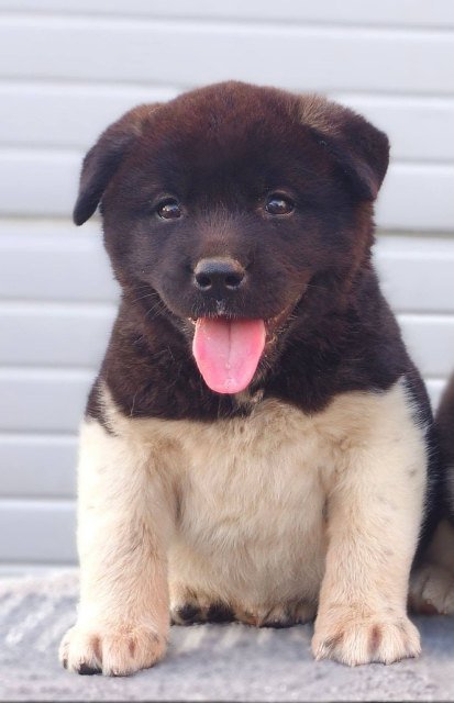 Američka Akita štenci