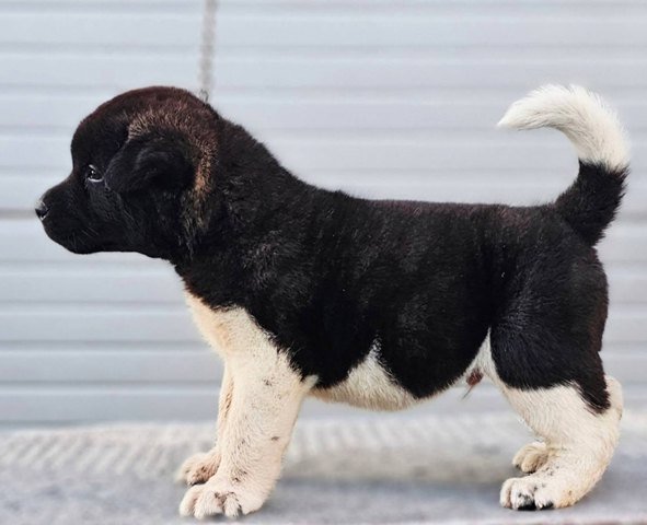 Američka Akita štenci