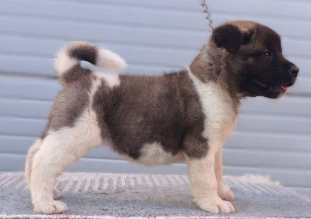 Američka Akita štenci