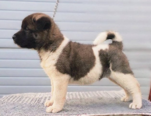 Američka Akita štenci
