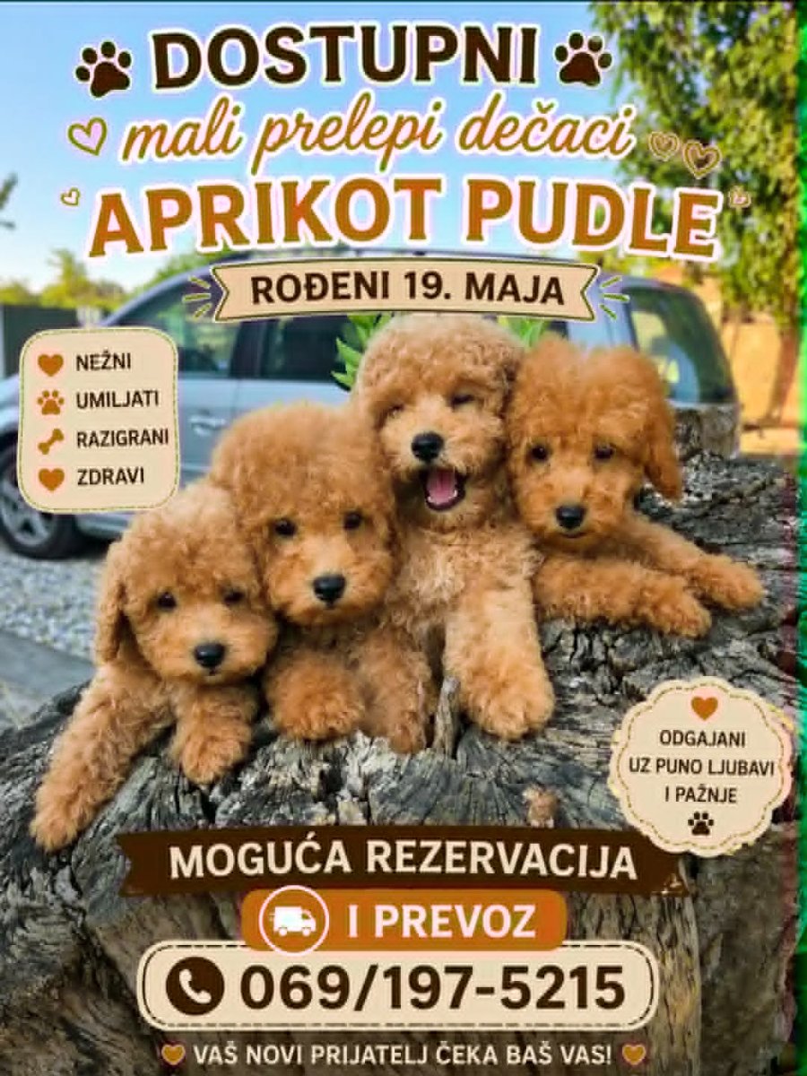 Pudle prelepi kučići