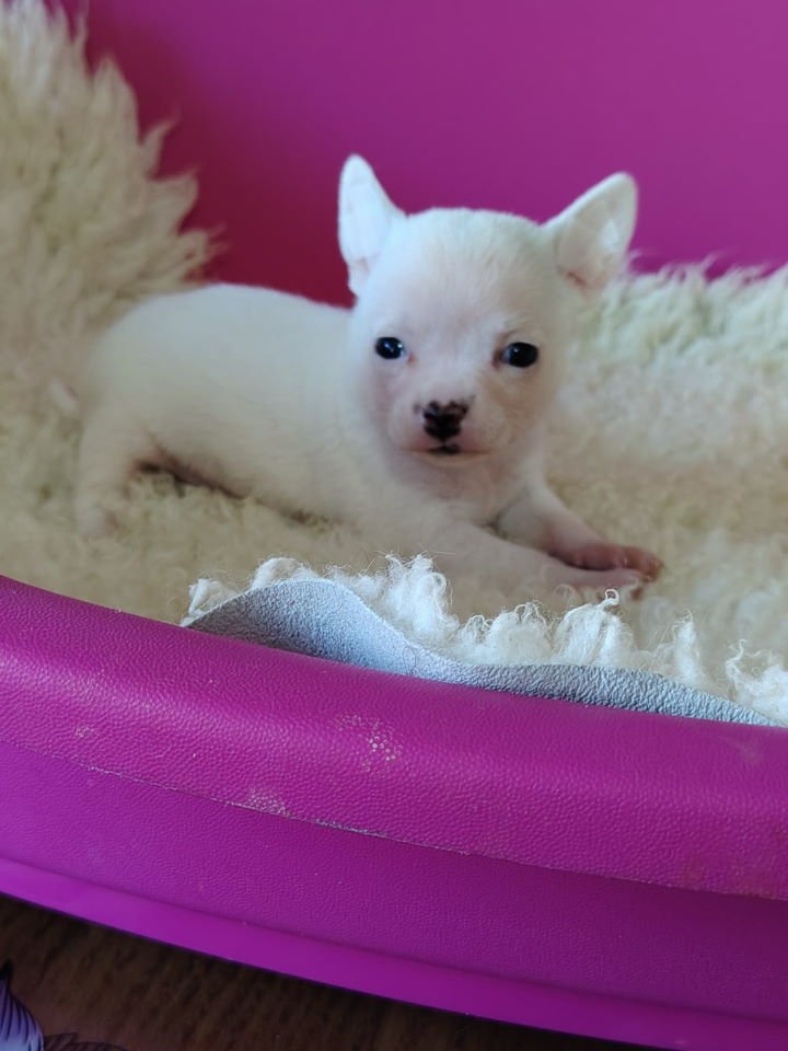 Mini CIVAVE  oba pola kratkodlaki i dugodlaki