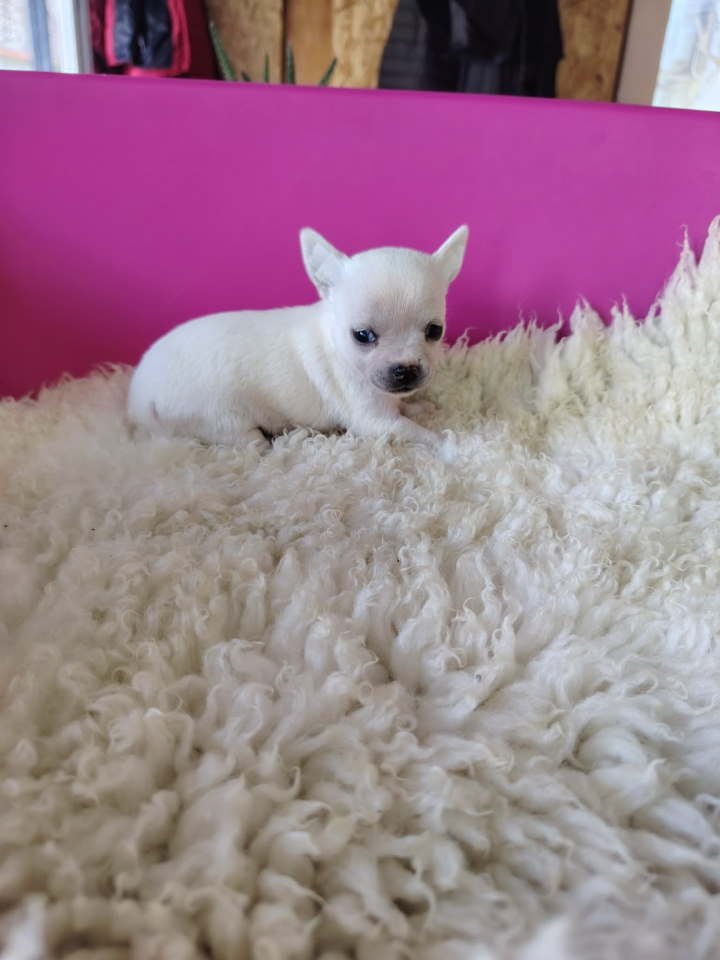 Mini CIVAVE  oba pola kratkodlaki i dugodlaki