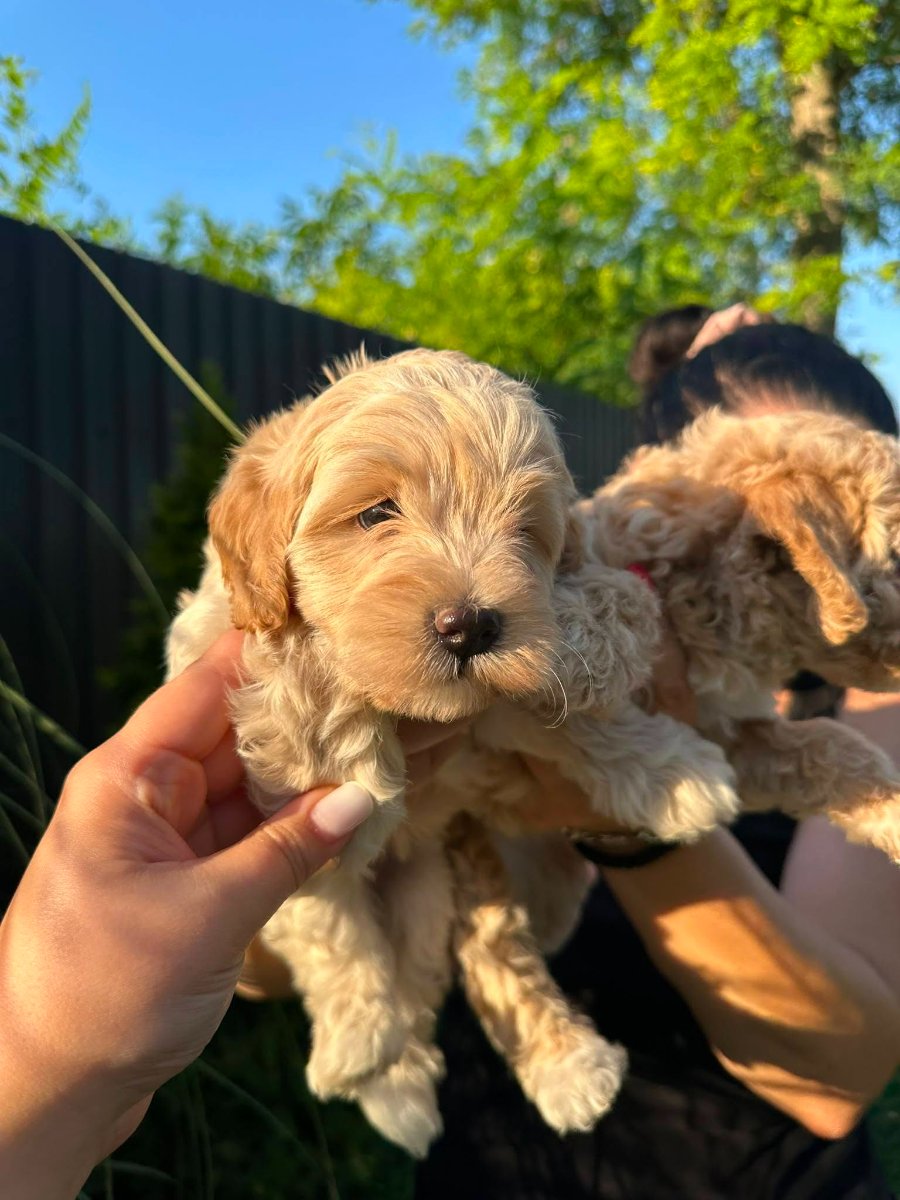 Pudle i maltipoo štenci