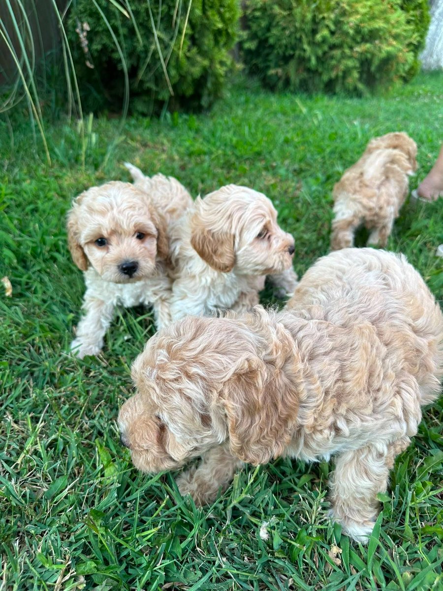 Pudle i maltipoo štenci