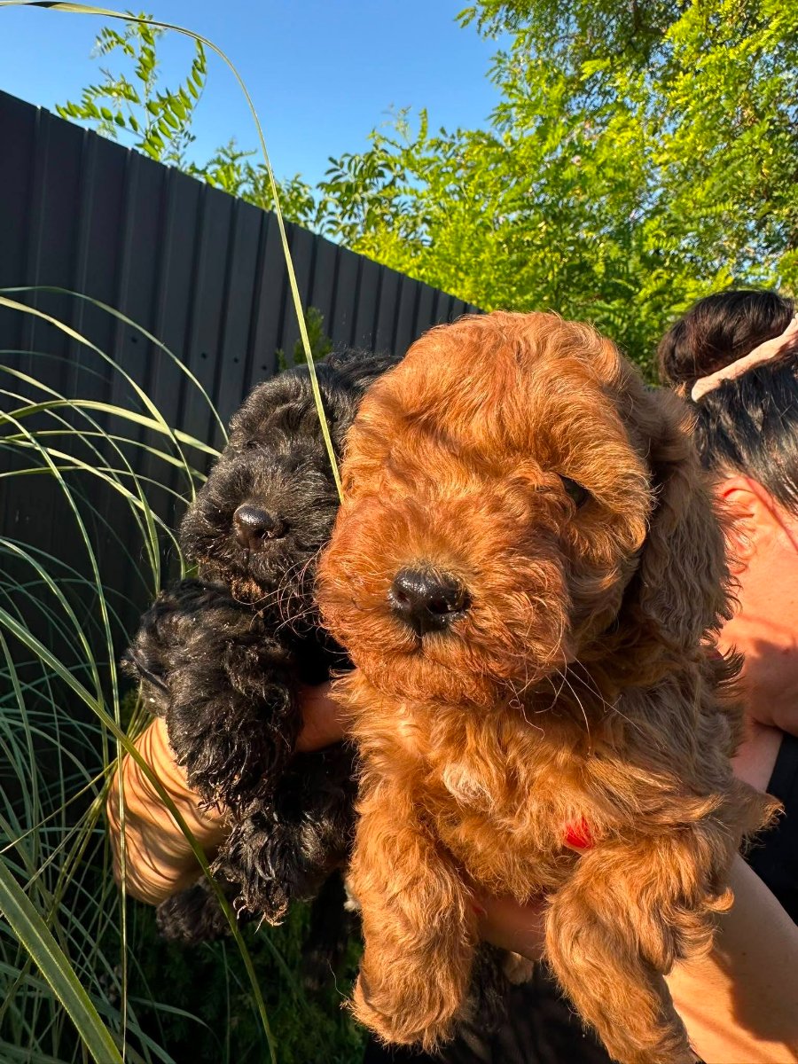 Pudle i maltipoo štenci