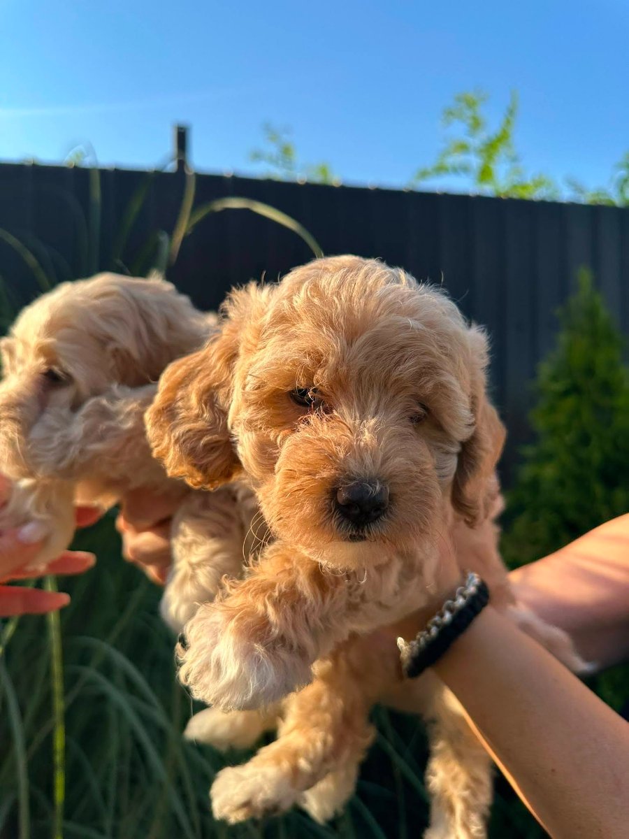 Pudle i maltipoo štenci