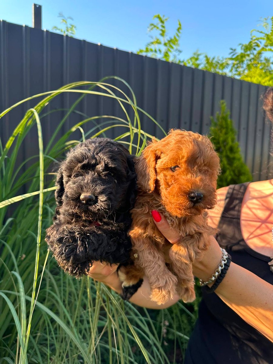Pudle i maltipoo štenci