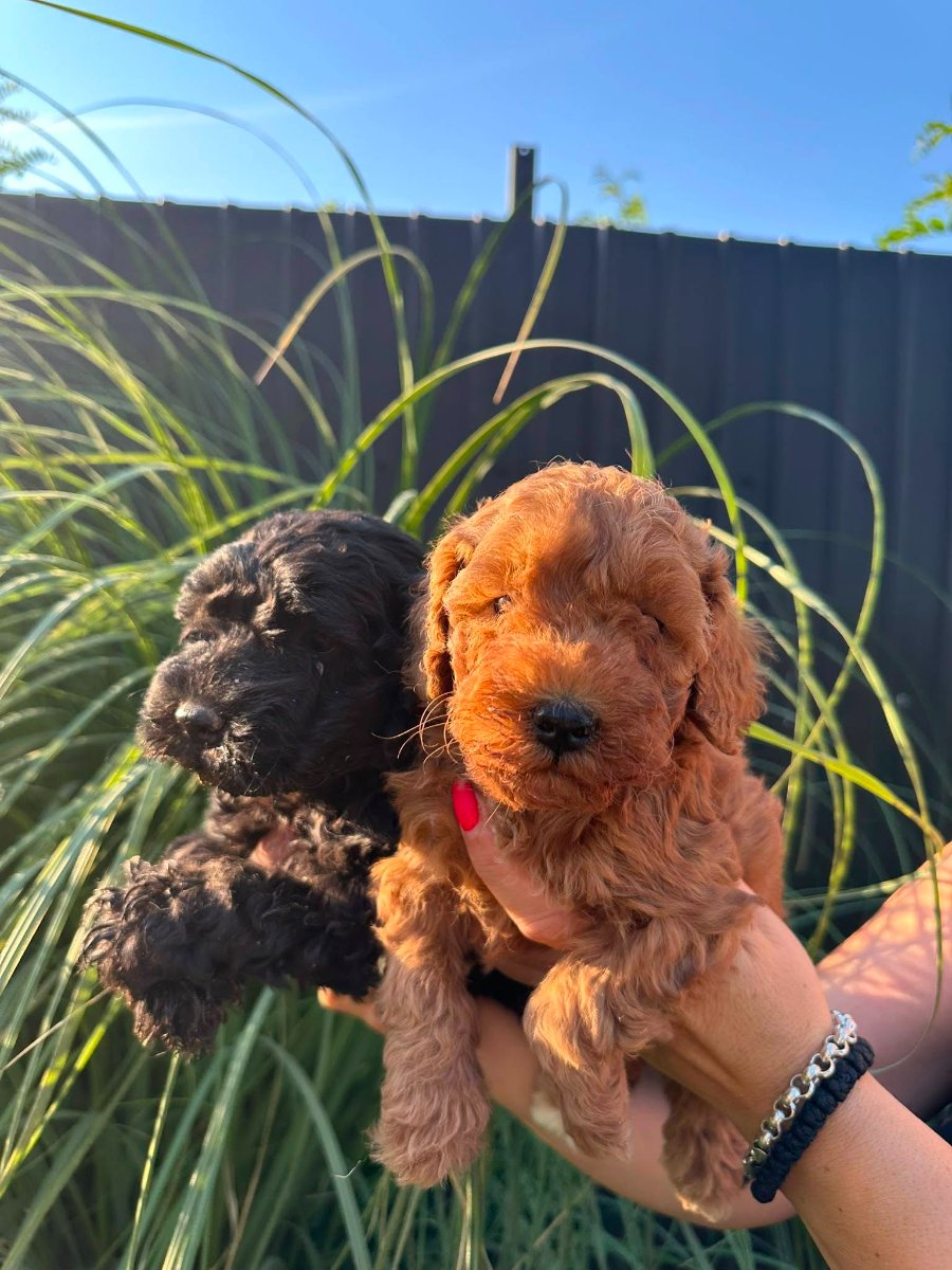 Pudle i maltipoo štenci