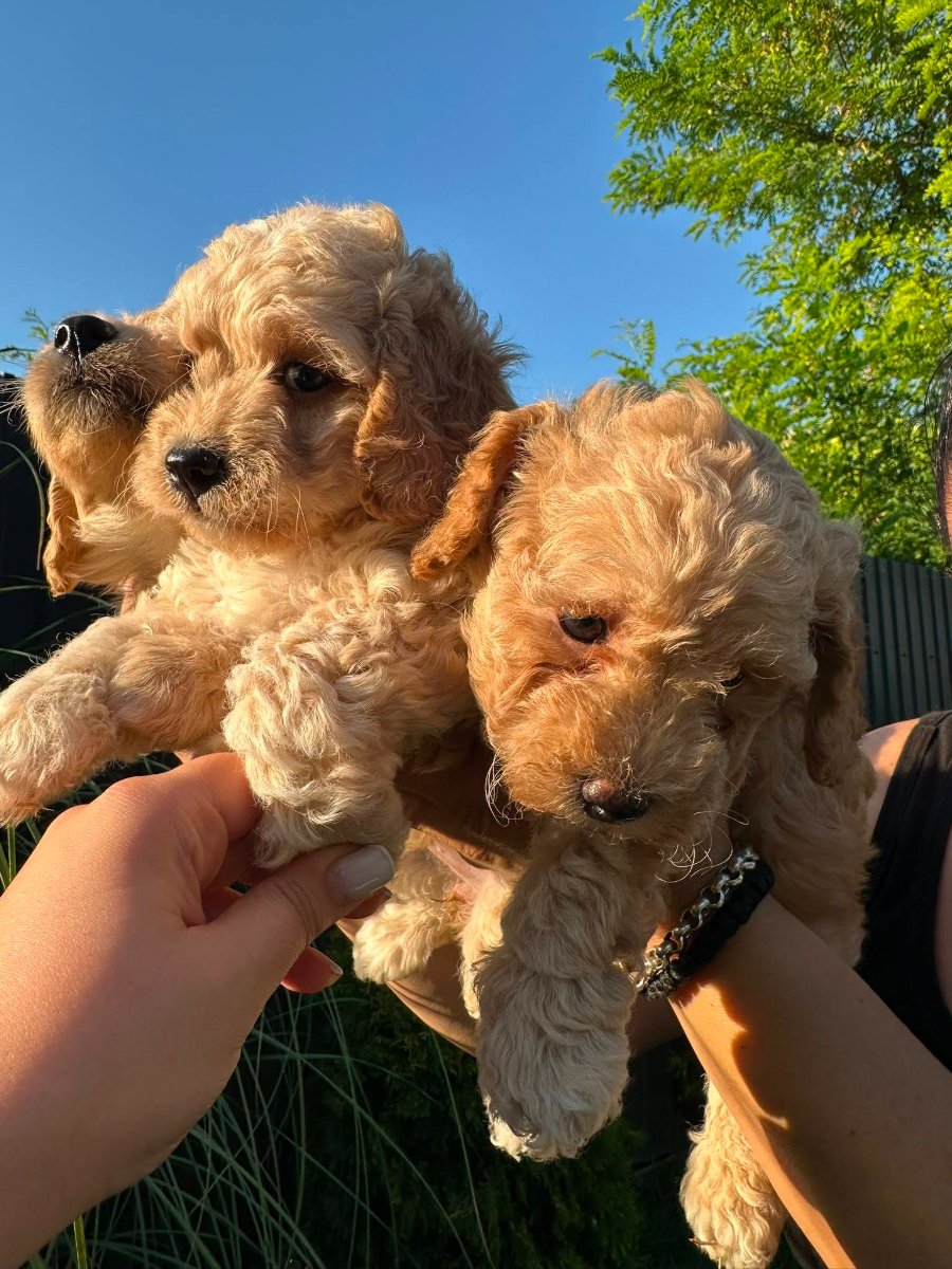 Pudle i maltipoo štenci