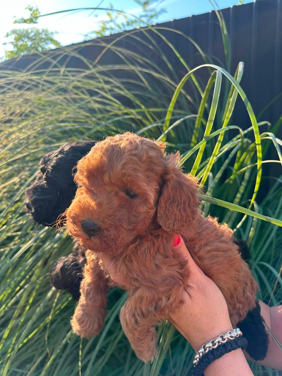Pudle i maltipoo štenci