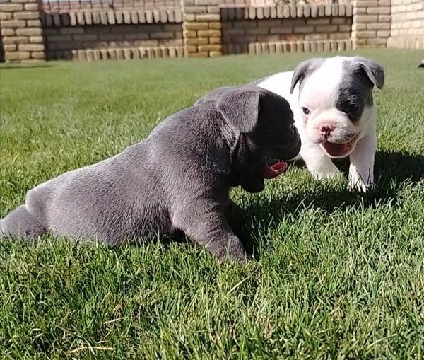 Francuski buldog