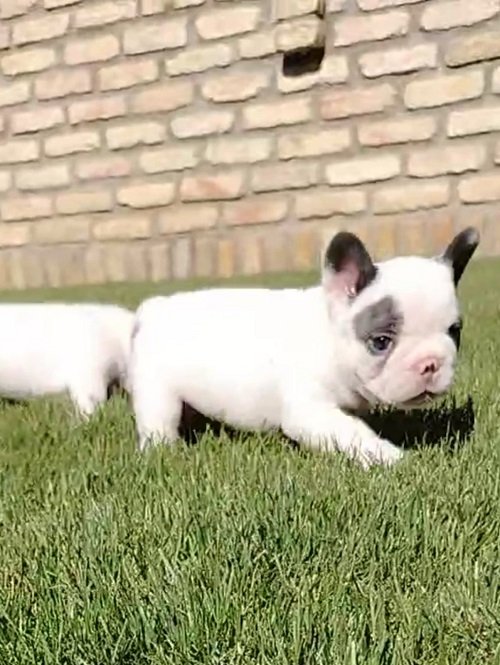 Francuski buldog