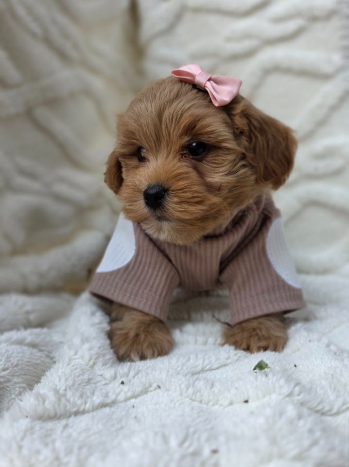 Maltipoo bebe