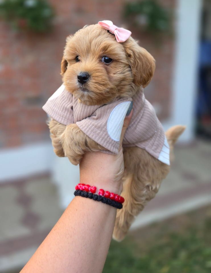 Maltipoo bebe