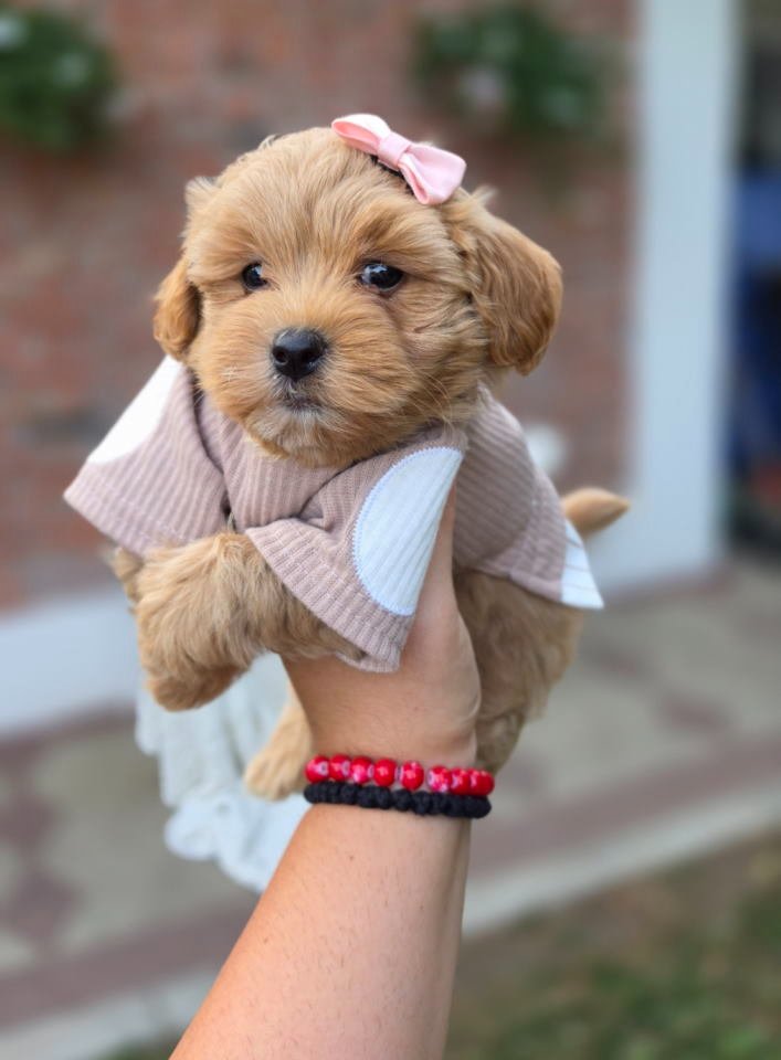 Maltipoo bebe