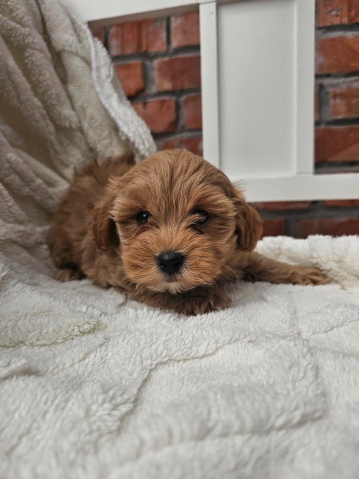 Maltipoo stenci spremni su za preuzimanje