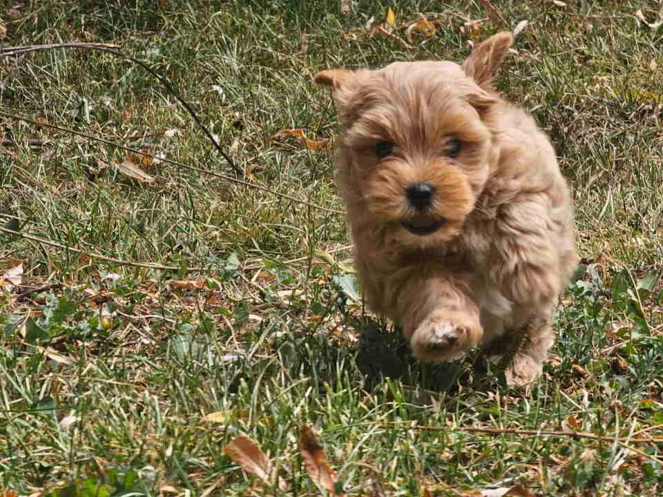 Maltipoo stenci spremni su za preuzimanje