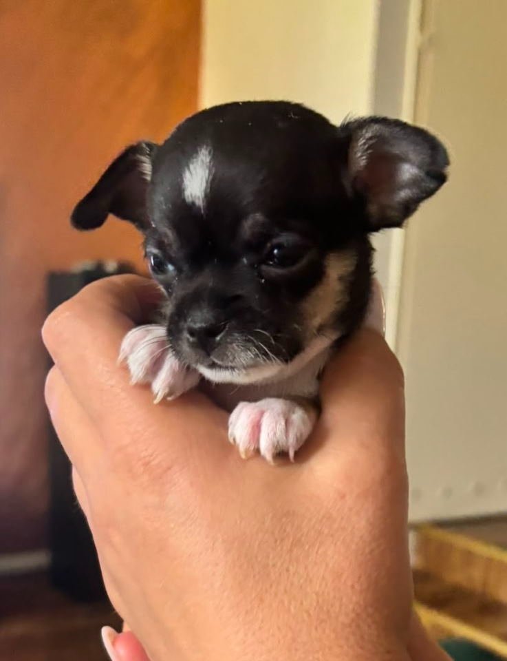 Čivava štene prelepa Civava Chihuahua apple head