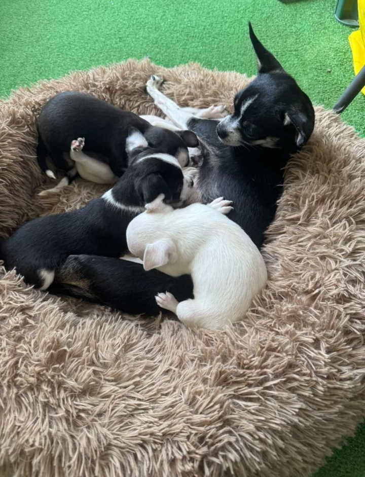 Čivava štene prelepa Civava Chihuahua apple head