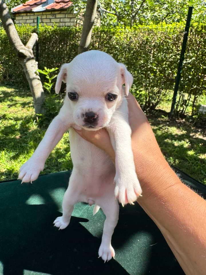 Čivava štene prelepa Civava Chihuahua apple head