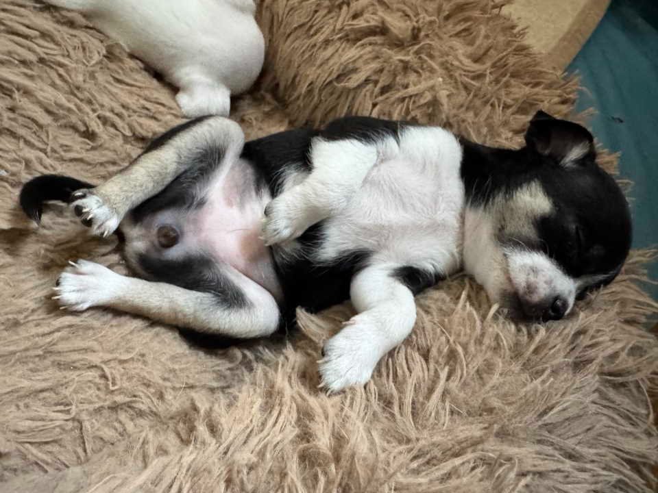 Čivava štene prelepa Civava Chihuahua apple head