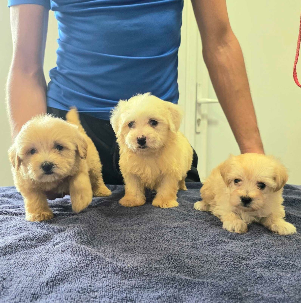 Prelepi Maltipoo štenci