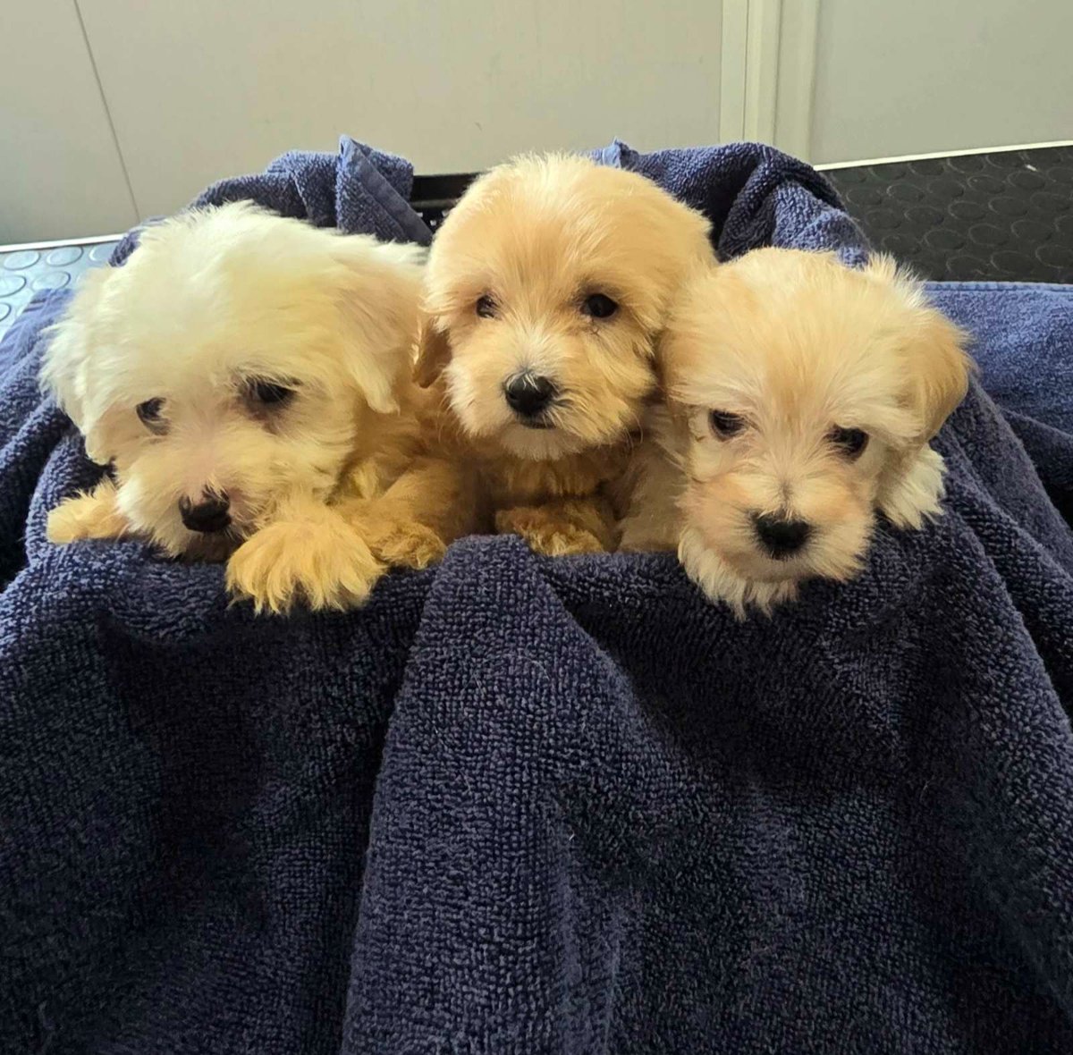 Prelepi Maltipoo štenci