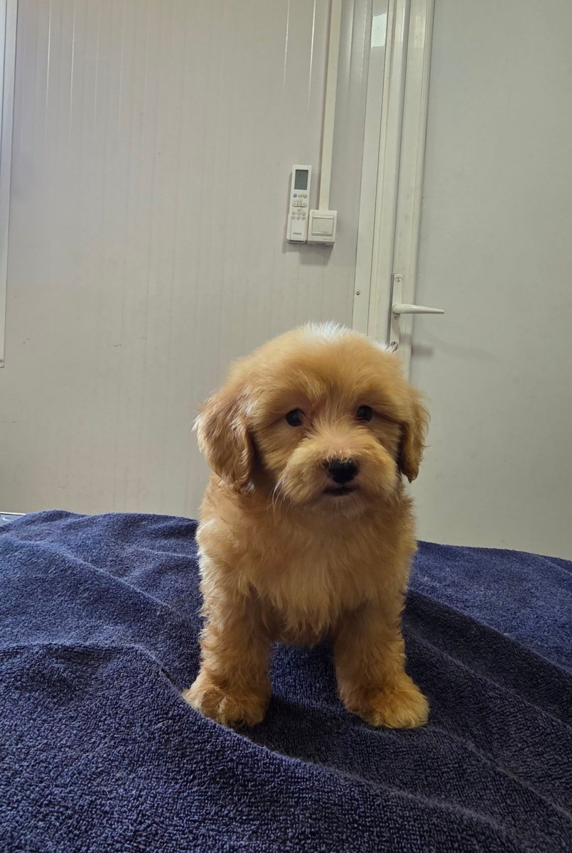Prelepi Maltipoo štenci
