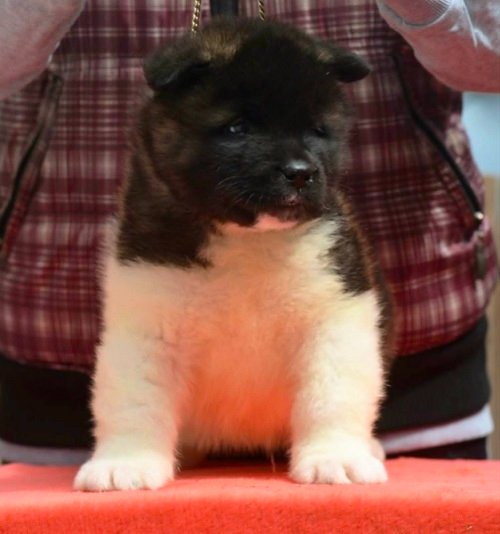 Američka akita, štenad