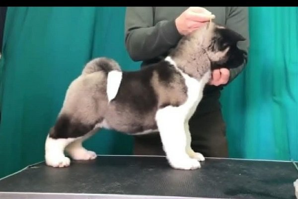 Američka akita, štenad