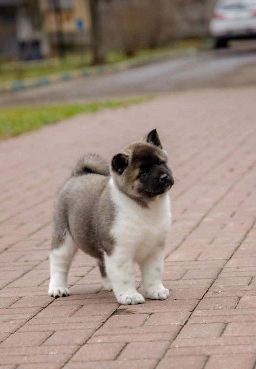 Američka akita, štenad