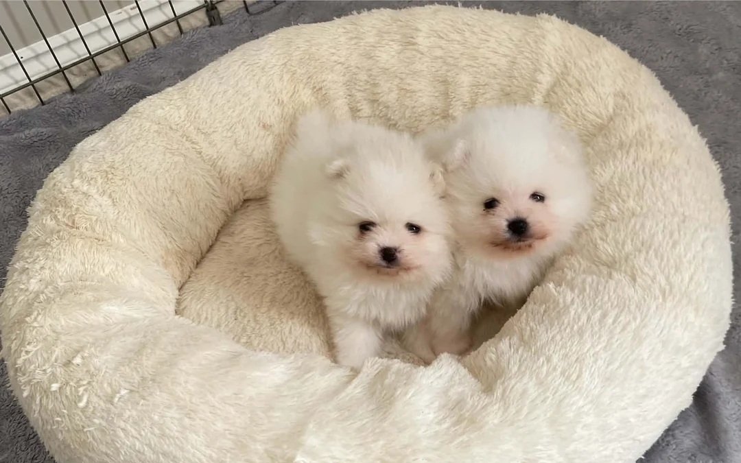 white/cream Pomeranian pups