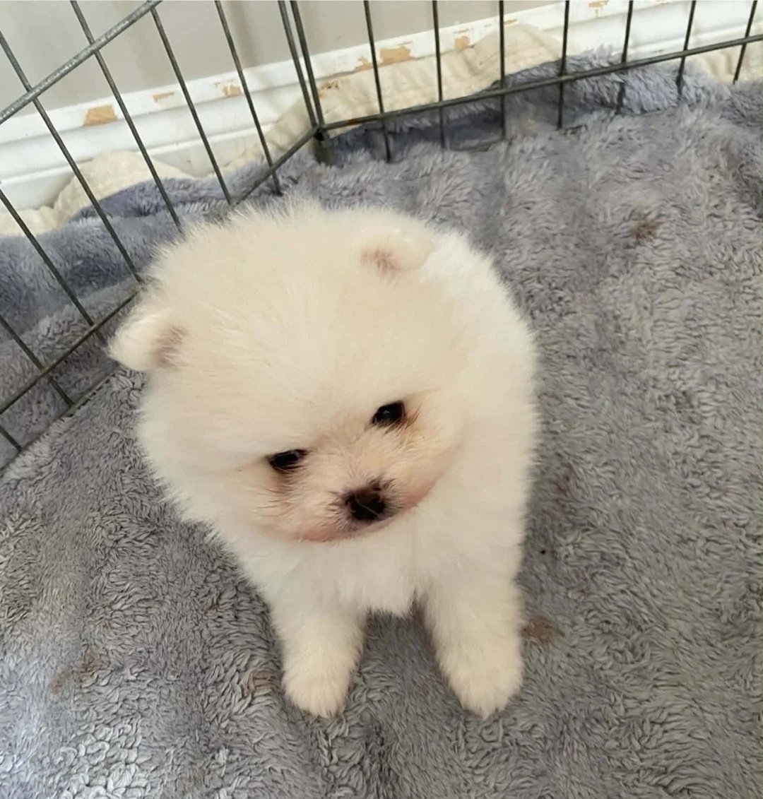 white/cream Pomeranian pups