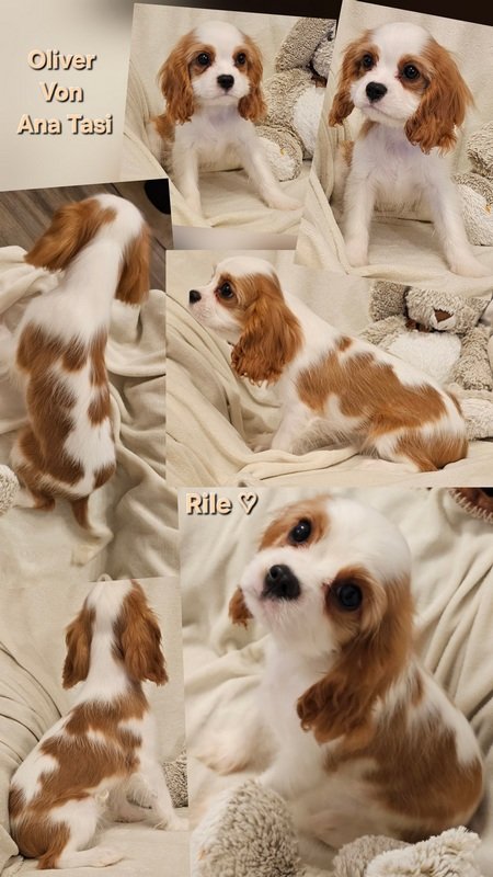 Vrhunski Cavalier King Charls Spaniel oba pola