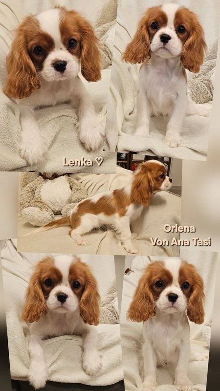 Vrhunski Cavalier King Charls Spaniel oba pola