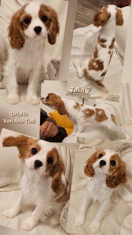 Vrhunski Cavalier King Charls Spaniel oba pola