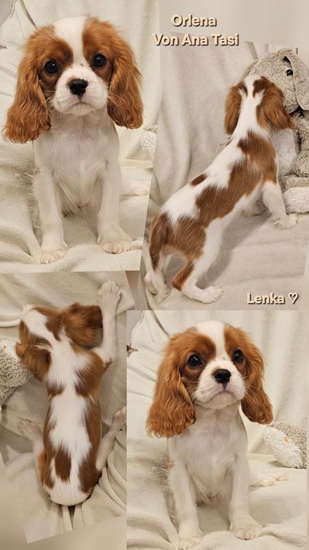 Vrhunski Cavalier King Charls Spaniel oba pola