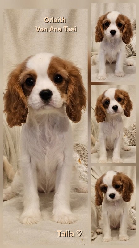Vrhunski Cavalier King Charls Spaniel oba pola