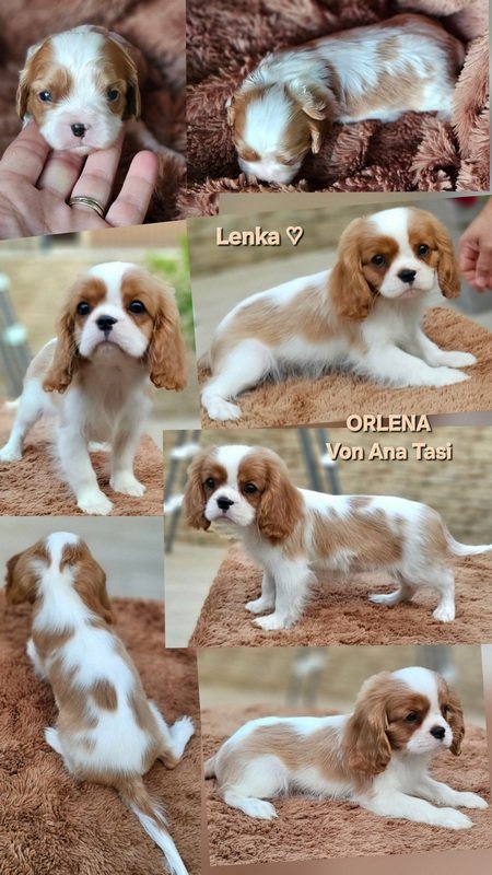 Vrhunski Cavalier King Charls Spaniel oba pola