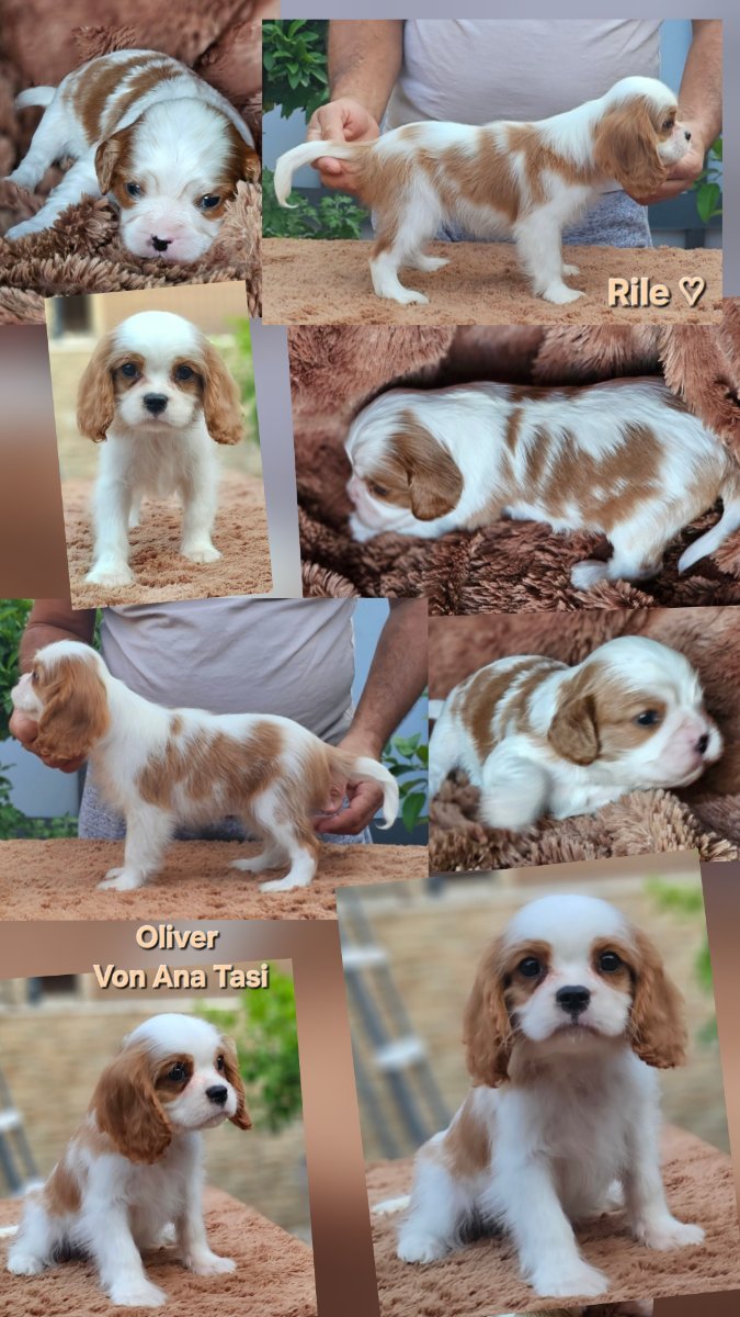 Vrhunski Cavalier King Charls Spaniel oba pola