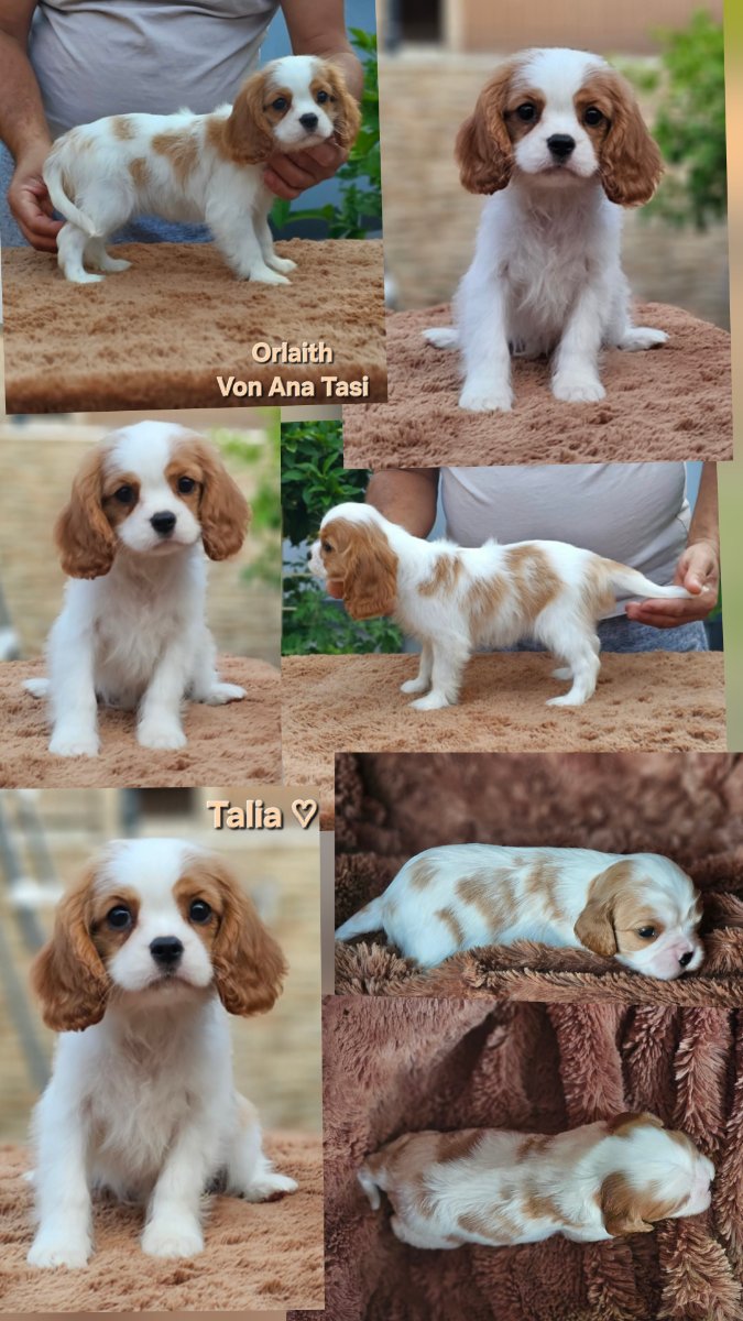 Vrhunski Cavalier King Charls Spaniel oba pola
