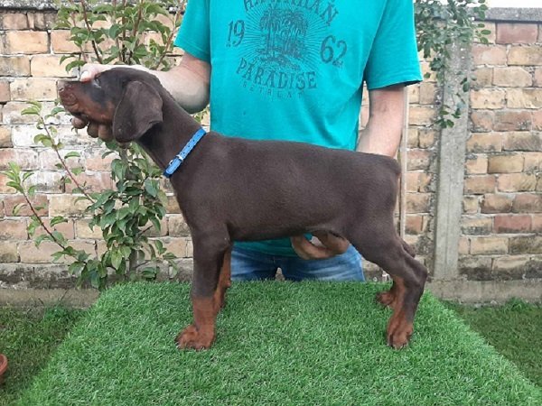 Doberman